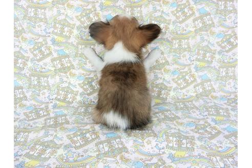 成約済の千葉県のパピヨン-80628の5枚目