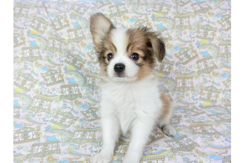 成約済の千葉県のパピヨン-80629