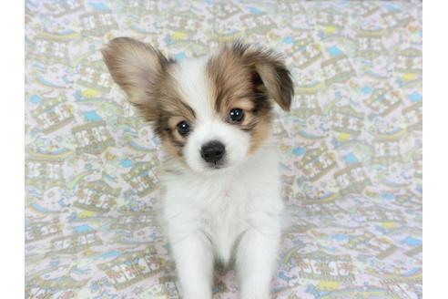 成約済の千葉県のパピヨン-80629の4枚目