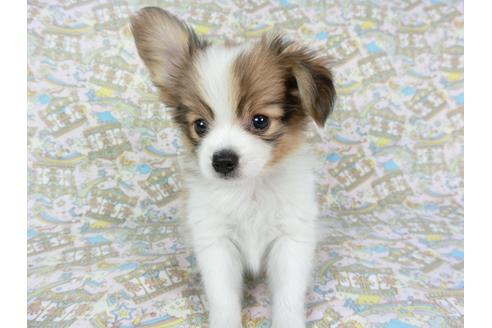 成約済の千葉県のパピヨン-80629の3枚目