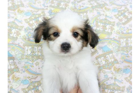 成約済の千葉県のパピヨン-80632の4枚目