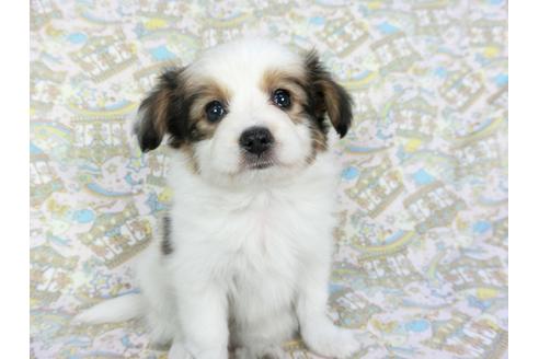 成約済の千葉県のパピヨン-80632の3枚目