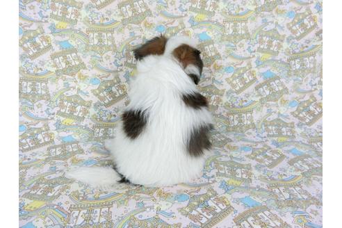 成約済の千葉県のパピヨン-80632の2枚目