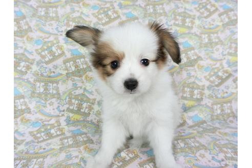 成約済の千葉県のパピヨン-80634の1枚目