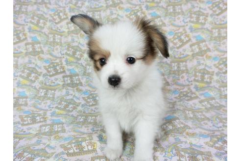 成約済の千葉県のパピヨン-80634の4枚目