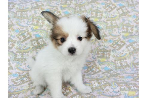 成約済の千葉県のパピヨン-80634の3枚目