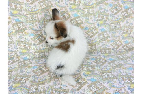 成約済の千葉県のパピヨン-80634の2枚目