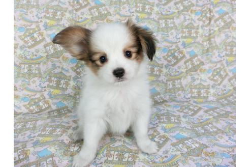 成約済の千葉県のパピヨン-80637の8枚目