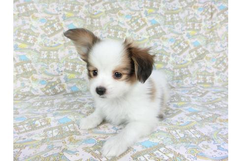 成約済の千葉県のパピヨン-80637の7枚目