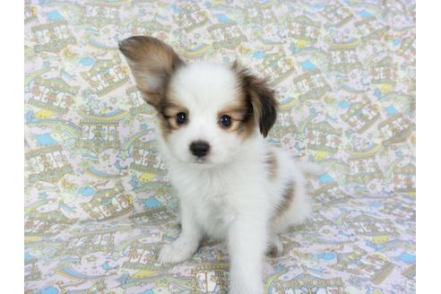 成約済の千葉県のパピヨン-80637の6枚目