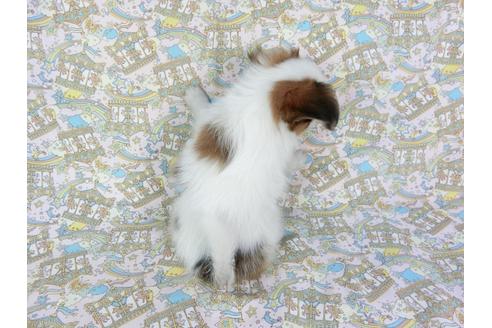 成約済の千葉県のパピヨン-80637の5枚目