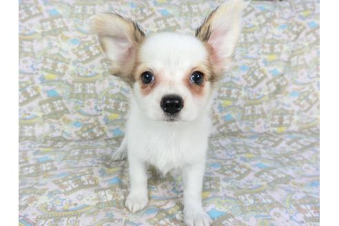 成約済の千葉県のパピヨン-80640の1枚目