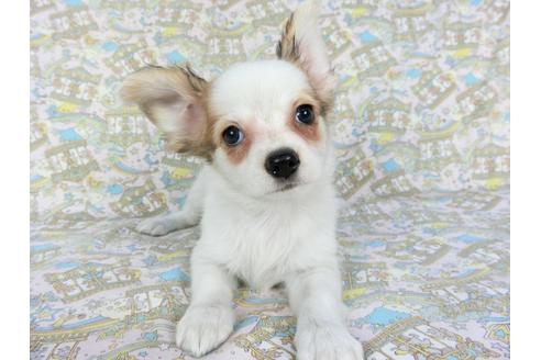 成約済の千葉県のパピヨン-80640の4枚目