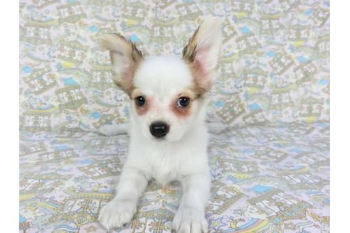 成約済の千葉県のパピヨン-80640の3枚目