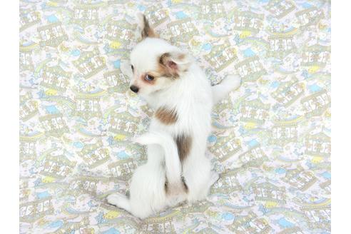 成約済の千葉県のパピヨン-80640の2枚目