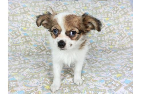 成約済の千葉県のパピヨン-80642の1枚目