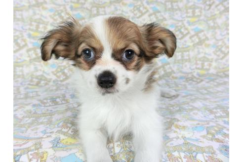 成約済の千葉県のパピヨン-80642の4枚目