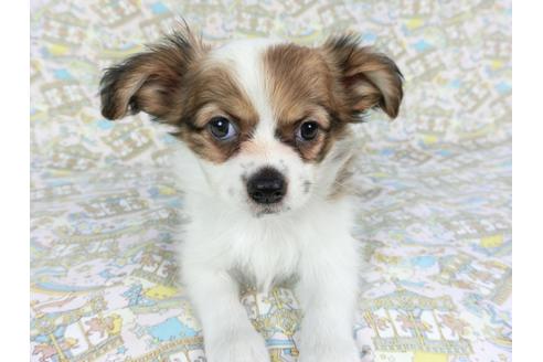 成約済の千葉県のパピヨン-80642の3枚目