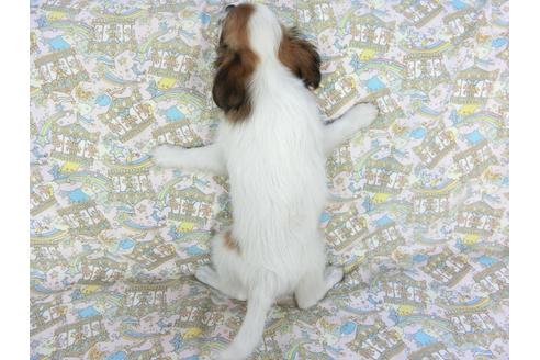 成約済の千葉県のパピヨン-80642の2枚目