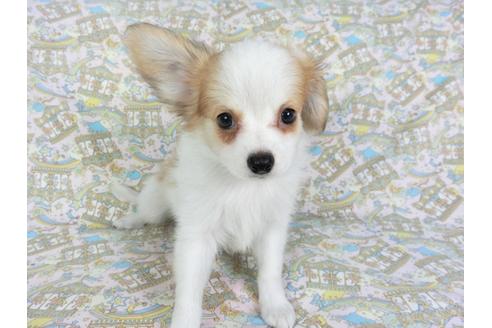 成約済の千葉県のパピヨン-80644の8枚目