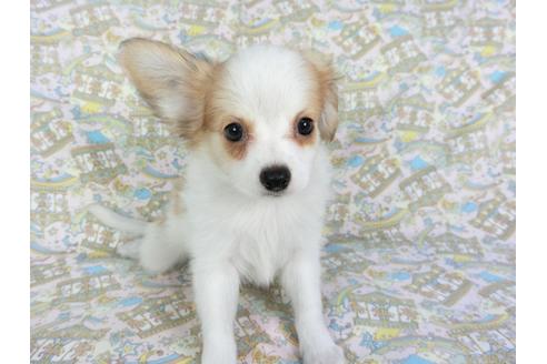 成約済の千葉県のパピヨン-80644の7枚目