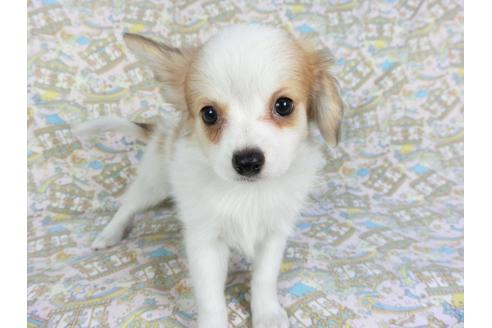 成約済の千葉県のパピヨン-80644の6枚目