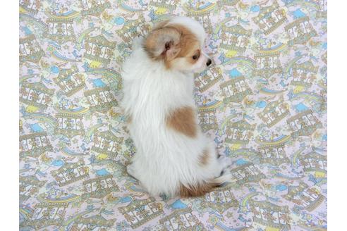 成約済の千葉県のパピヨン-80644の5枚目