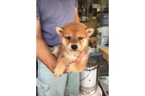 成約済の広島県の柴犬-80649の1枚目