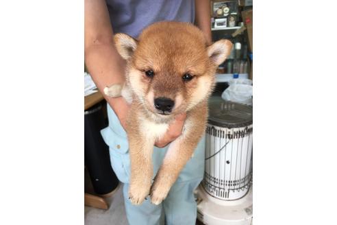 成約済の広島県の柴犬-80650の1枚目