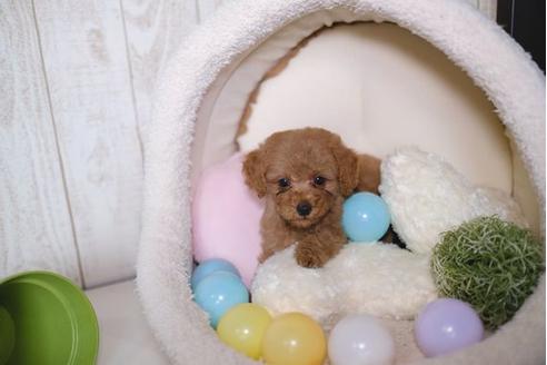 成約済の滋賀県のトイプードル-79710の1枚目