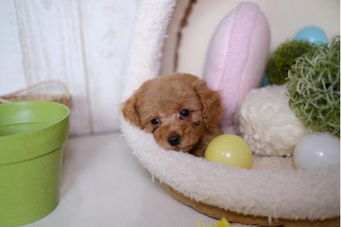 成約済の滋賀県のトイプードル-79710の4枚目