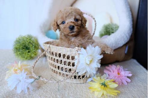 成約済の滋賀県のトイプードル-79710の3枚目