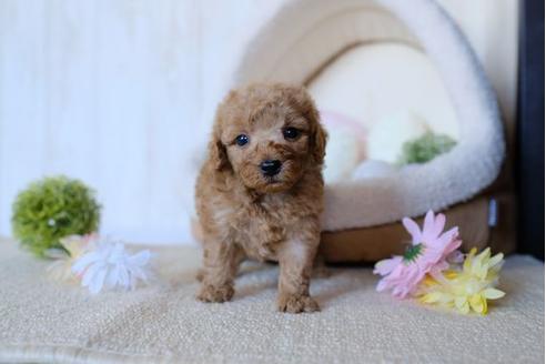 成約済の滋賀県のトイプードル-79710の2枚目