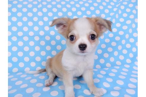 成約済の千葉県のチワワ(ロングコート)-78783の1枚目