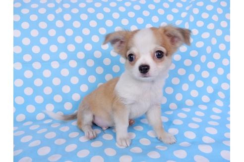 成約済の千葉県のチワワ(ロングコート)-78783の5枚目