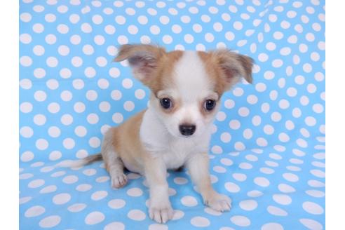 成約済の千葉県のチワワ(ロングコート)-78783の4枚目