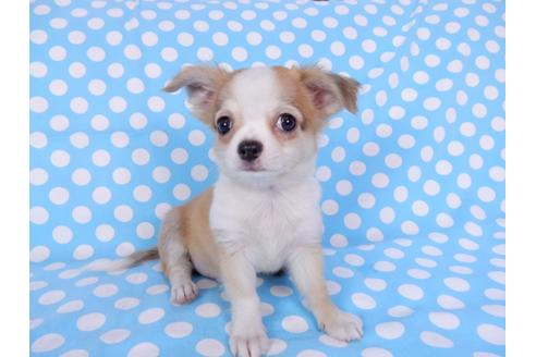 成約済の千葉県のチワワ(ロングコート)-78783の3枚目