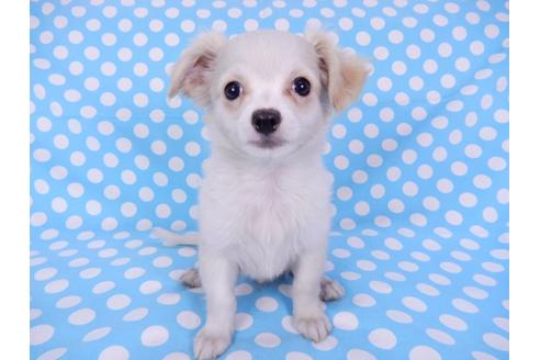 成約済の千葉県のチワワ(ロングコート)-78785の7枚目