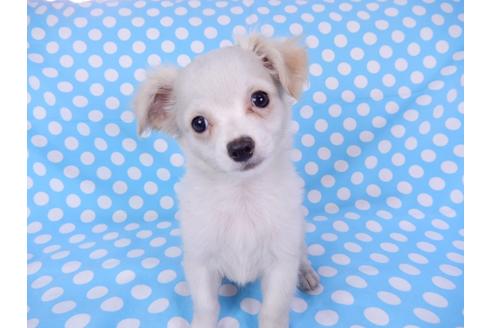 成約済の千葉県のチワワ(ロングコート)-78785の6枚目