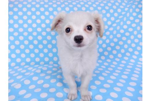 成約済の千葉県のチワワ(ロングコート)-78785の5枚目