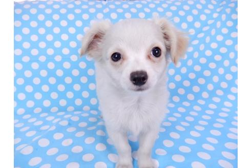 成約済の千葉県のチワワ(ロングコート)-78785の4枚目