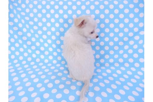 成約済の千葉県のチワワ(ロングコート)-78785の3枚目