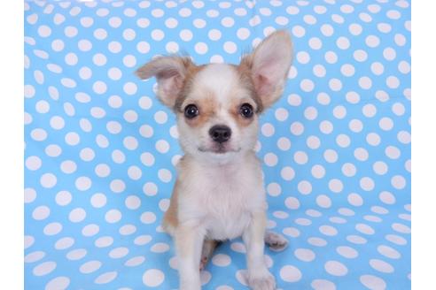 成約済の千葉県のチワワ(ロングコート)-78781の9枚目