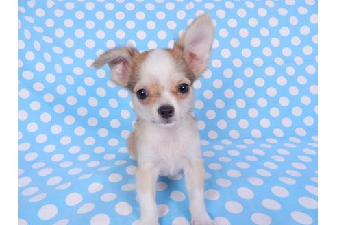 成約済の千葉県のチワワ(ロングコート)-78781の8枚目