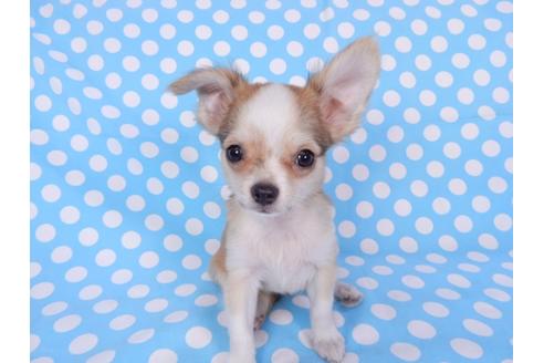 成約済の千葉県のチワワ(ロングコート)-78781の7枚目