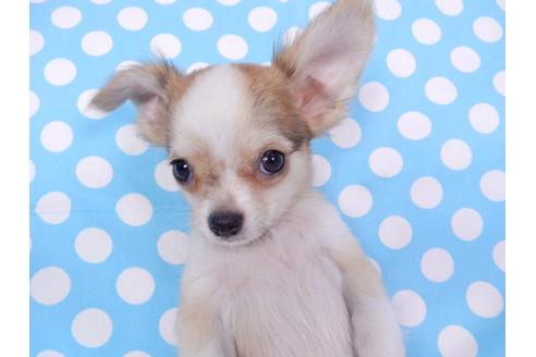 成約済の千葉県のチワワ(ロングコート)-78781の6枚目