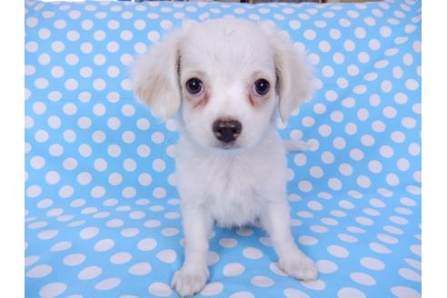 成約済の千葉県のチワワ(ロングコート)-78776の8枚目