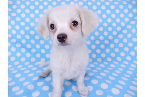 成約済の千葉県のチワワ(ロングコート)-78776の7枚目