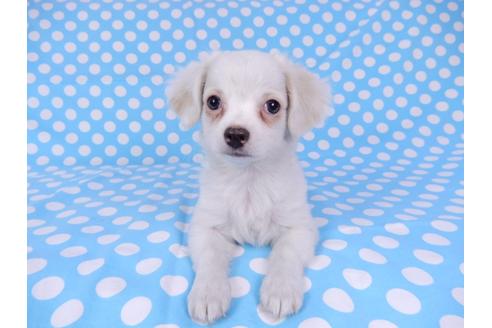 成約済の千葉県のチワワ(ロングコート)-78776の6枚目