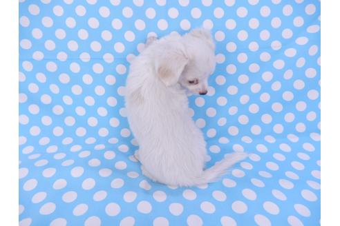 成約済の千葉県のチワワ(ロングコート)-78776の5枚目